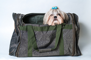 Cute shih tzu dog with blue bow sitting in bag on white background