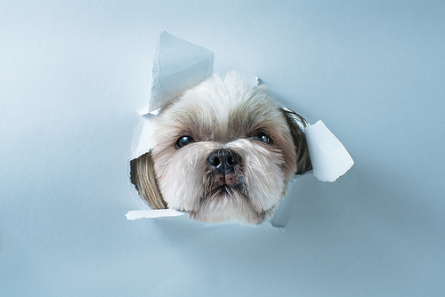 Cute shih tzu dog looking through hole in white paper