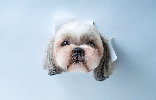 Cute shih tzu dog looking through hole in white paper