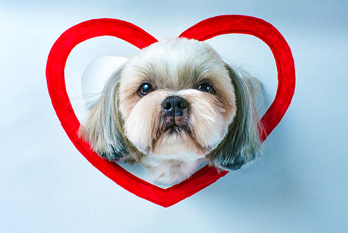 Cute shih tzu dog looking through hole in white paper with red heart symbol