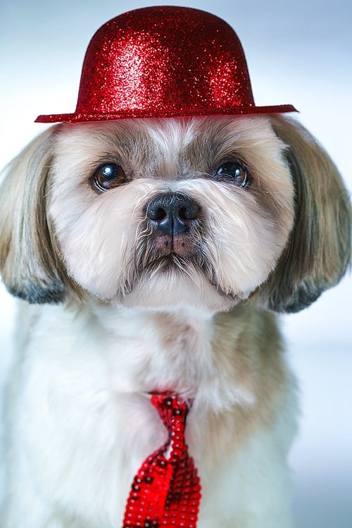 Cute shih tzu dog in red hat and tie portrait on white and blue background