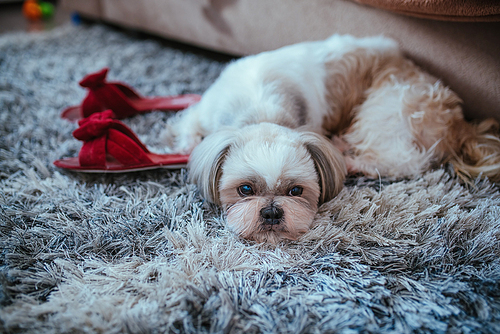 Shih tzu dog lying on carpet with owner slippers in home interior