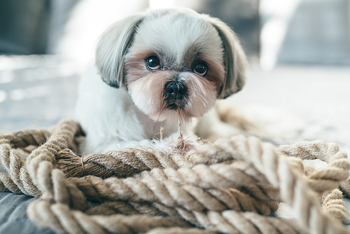 Cute shih tzu dog lying on bed and playing with big rope