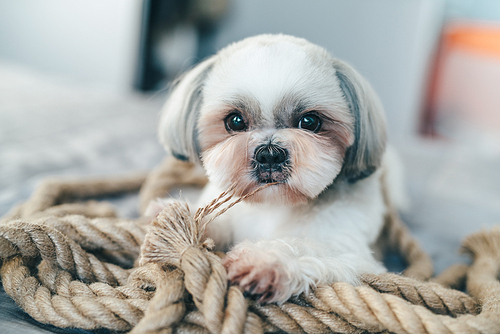 Cute shih tzu dog lying on bed and playing with big rope