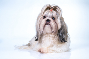 Shih tzu dog with long hair front view. On bright white and blue background.