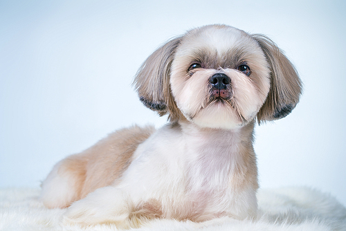 Shih tzu dog with short hair after grooming portrait. On bright white and blue background.