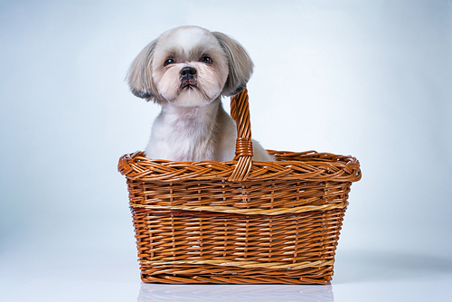 Cute shih tzu dog sitting in basket on white and blue background