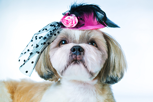 Shih tzu dog in pink hat on white background