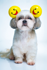 Shih tzu dog with smiles ears on blue and white background