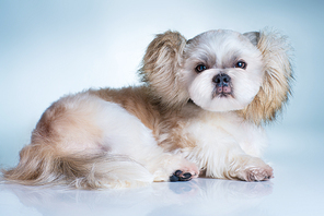 Cute shih tzu dog with fluffy ears portrait. On bright white and blue background.