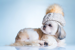 Shih tzu dog in big winter cap portrait. On bright white and blue background.