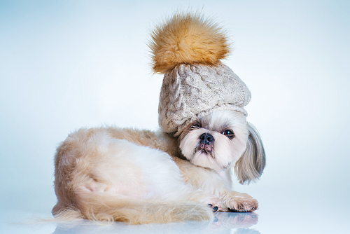 Shih tzu dog in big winter cap portrait. On bright white and blue background.