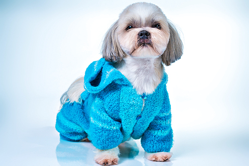 Shih tzu dog in blue knitted sweater. On bright white and blue background.