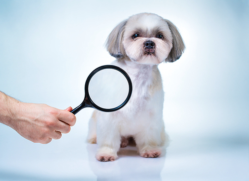 Shih tzu dog with magnifier. Searching concept. On bright white and blue background.