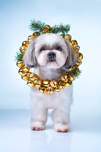 Shih tzu dog with new year bells wreath. On bright white and blue background.