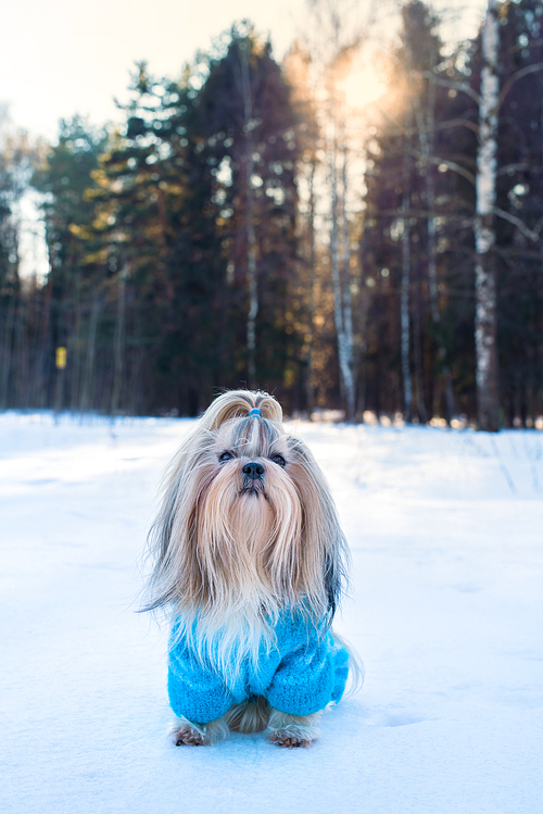 Shih tzu dog in blue knitted sweater winter outdoors portrait