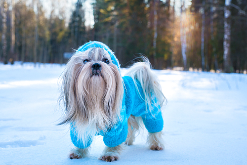 Shih tzu dog in blue knitted sweater winter outdoors portrait