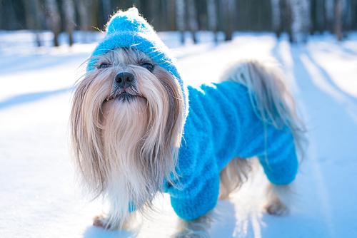 Shih tzu dog in blue knitted sweater winter outdoors portrait