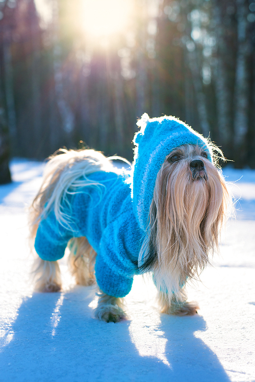 Shih tzu dog in blue knitted sweater with hood winter outdoors portrait