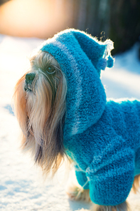 Shih tzu dog in blue knitted sweater with hood winter outdoors portrait