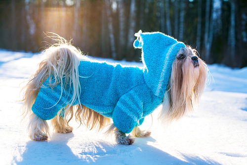 Shih tzu dog in blue knitted sweater with hood winter outdoors portrait