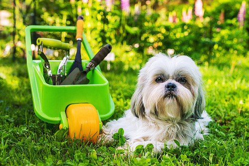 Cute shih tzu dog in summer garden with wheelbarrow and tools