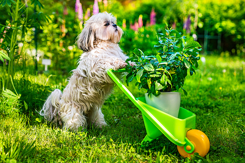 Cute shih tzu dog in summer garden with wheelbarrow and plant