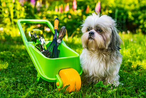 Cute shih tzu dog in summer garden with wheelbarrow and tools