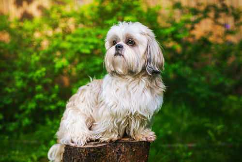 Shih tzu dog in garden sitting on stump and looking aside