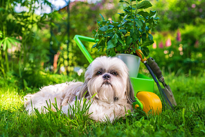 Cute shih tzu dog in summer garden with wheelbarrow and plant