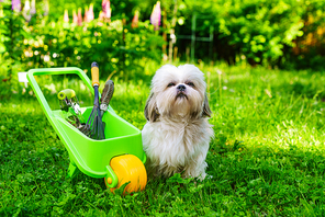 Cute shih tzu dog in summer garden with wheelbarrow and tools