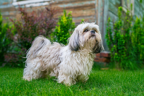 Shih tzu dog standing in summer green garden