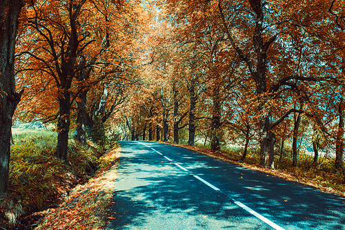 Autumn road with big trees
