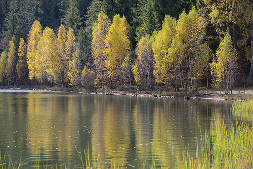 Autumn  with the yellow foliage in Lake Saint Ann