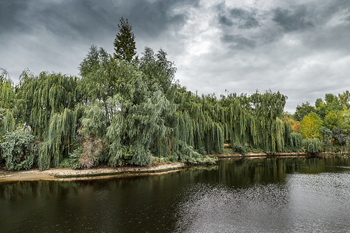Landscape with willows on the shore of the lake in cloudy weather