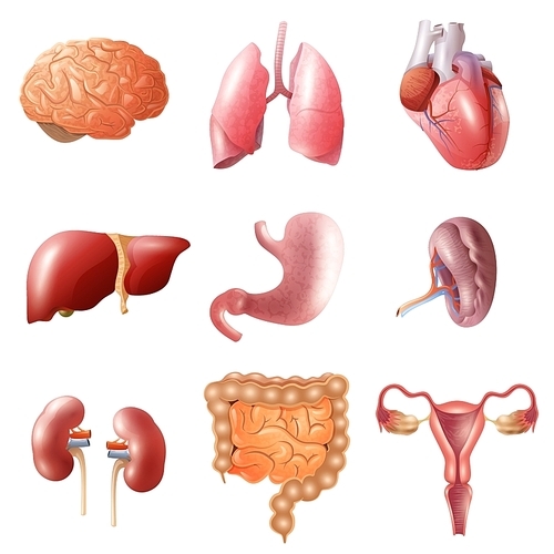 Different flat human organs set with brain heart lungs stomach bowels kidneys isolated on white  vector illustration