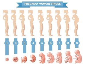 Pregnancy woman stages vector illustration with flat silhouettes of pregnant women and realistic human embryonic development icons