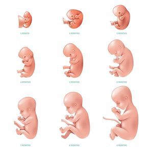 Colored and isolated human fetus inside set development of pregnancy week by week vector illustration