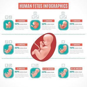 Human fetus infographics layout in realistic style with visual and text information about embryo development vector illustration