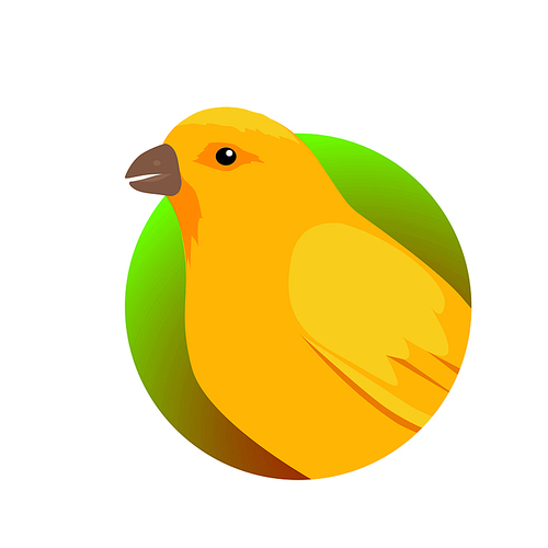 canary vector. domestic songbird concept in flat style design. illustration for pet stores advertising,  beautiful yellow canary bird seating on brunch isolated on white.