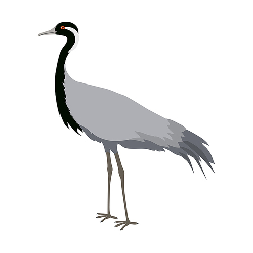 demoiselle crane vector. water birds wildlife concept in flat style design. eurasia fauna illustration  beautiful crane bird standing, isolated on white.