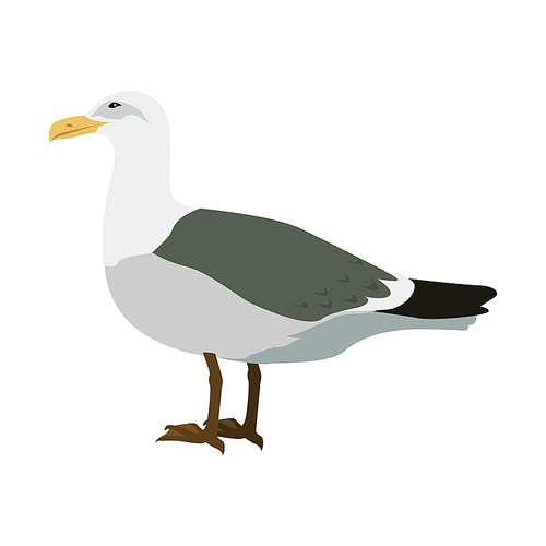 gull vector. sea bird wildlife in flat style design. illustration for prints, vacation advertising,  beautiful seagull bird seating isolated on white.