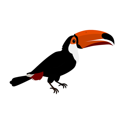 Toucan vector. Animals of rainy Amazonian forests in flat design.
