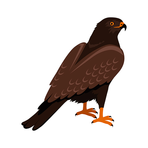 hawk vector. predatory birds wildlife concept in flat style design. world fauna illustration for prints, posters,  beautiful hawk seating on brunch isolated on white.