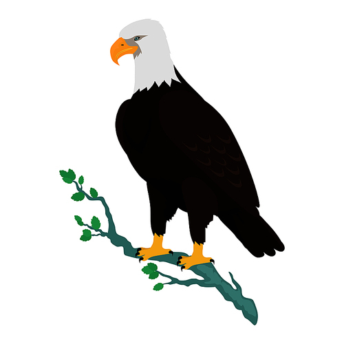bald eagle vector. predatory birds wildlife concept in flat style design. north america fauna illustration. picture for national symbolics, encyclopedia,  illustrating. isolated on white.