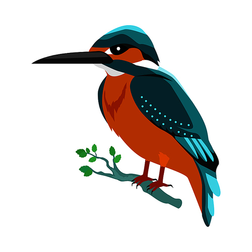 kingfisher vector. predatory birds wildlife concept in flat style design. tropical fauna illustration for prints, posters,  beautiful kingfisher bird seating isolated on white.