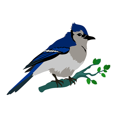 blue jay vector. birds wildlife concept in flat style design. north america fauna illustration for prints, posters,  beautiful jay bird seating on brunch. isolated.