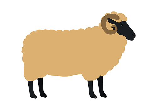 Sheep with horns flat style vector. Domestic animal. Ram with thick wool on white background. Country inhabitant concept. Illustration for farming, animal husbandry, meat and wool production companies.