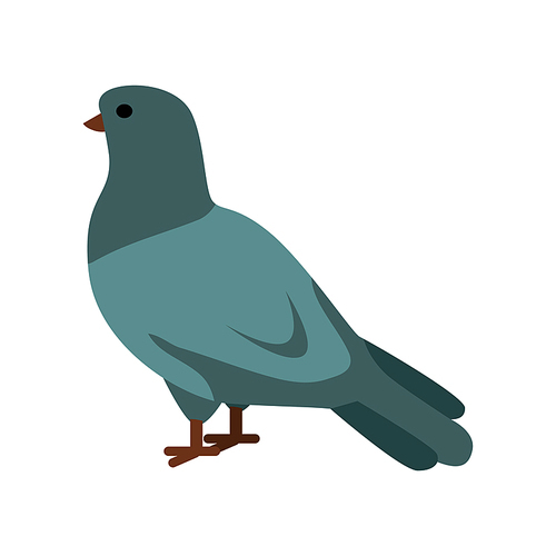 pigeon flat style vector. wild and domestic herbivorous bird. world fauna species. grey dove on white background. for nature concepts, children s  illustrating, printing materials