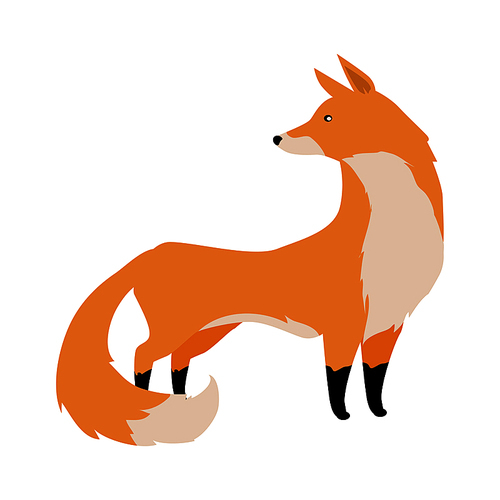 Fox flat style vector. Wild predatory animal. Middle latitudes fauna species. Beautiful red fox cartoon on white background. For nature concepts, children s books illustrating, printing materials